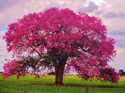 Ipê Rosa