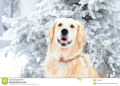 Perrito en la nieve