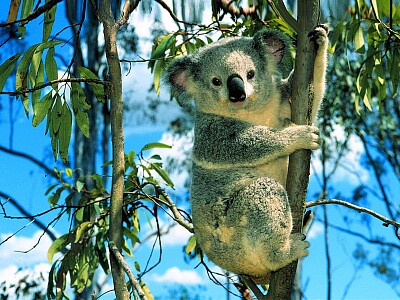 Koala jigsaw puzzle