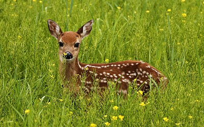 Venado jigsaw puzzle