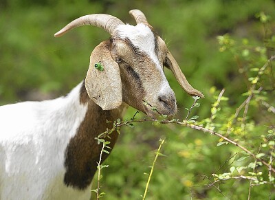 פאזל של goat