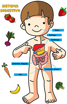 Sistema Digestivo jigsaw puzzle