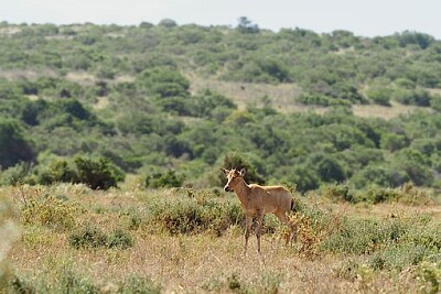 פאזל של Foto