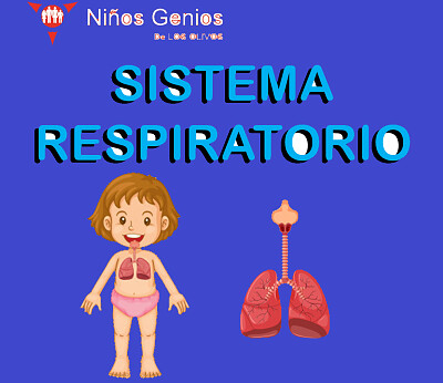 sistema respiratorio