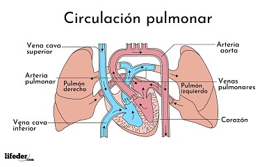 Circulación Pulmonar de la sangre