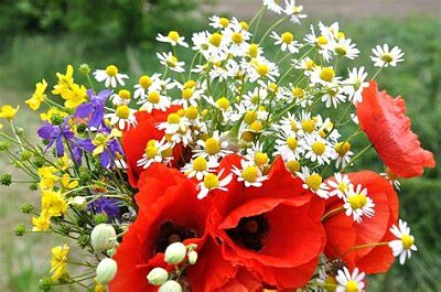 Bouquet de coquelicots jigsaw puzzle