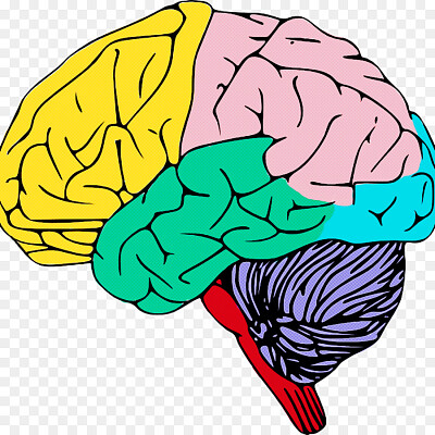 פאזל של Cortex cerebral