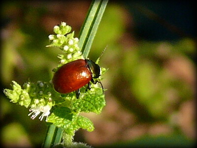 insecte