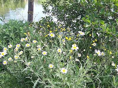 Wild Flowers jigsaw puzzle