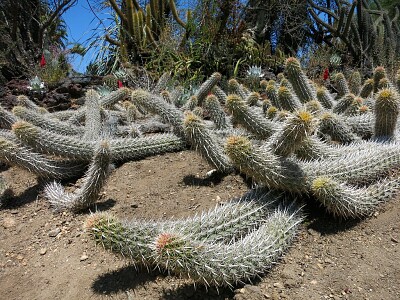 captus reptante