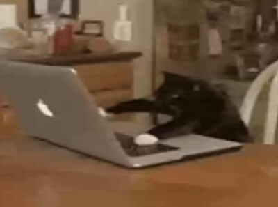 Gato negro trabajando