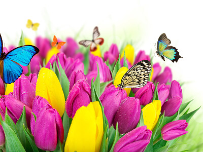 Mariposas y flores jigsaw puzzle