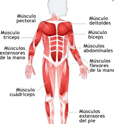 פאזל של SISTEMA MUSCULAR