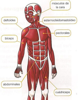 SISTEMA MUSCULAR