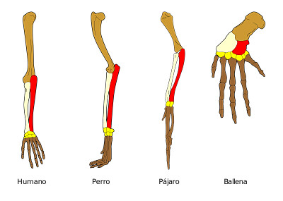 Órganos analogos homólogos