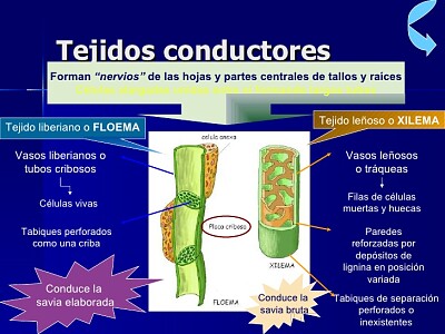 Tejidos conductores