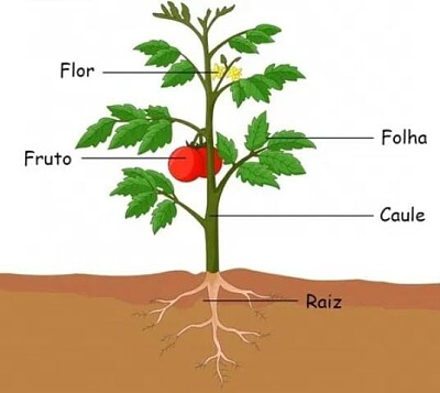 פאזל של partes da planta