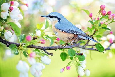 פאזל של Mésange bleue