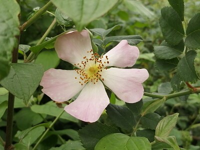 rosa canina jigsaw puzzle