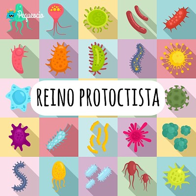 פאזל של Reino Protoctista