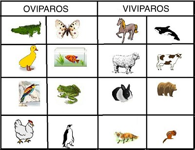 animales viviparos y oviparos