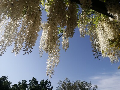 wisteria alba