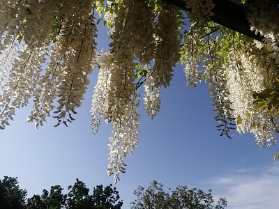 wisteria alba jigsaw puzzle