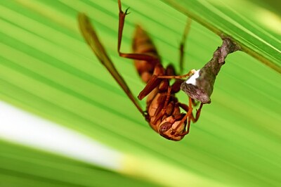 Imagem jigsaw puzzle