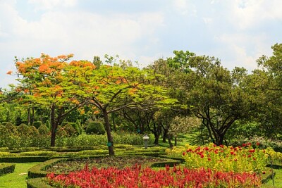 DIVERSIDADE DE PLANTAS