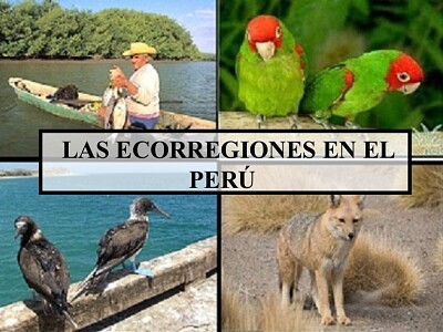 Arma el puzzle sobre las ecorregiones.