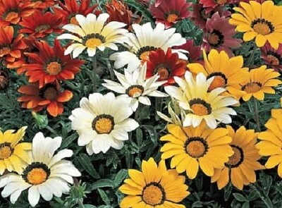 a jigsaw puzzle