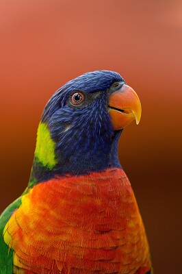 פאזל של papagal