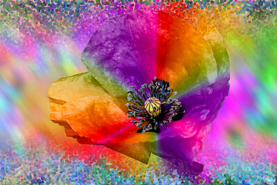 rainbow poppy jigsaw puzzle