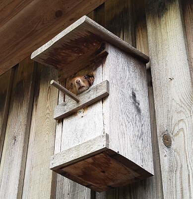 Squirrel in Birdhouse.