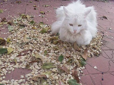 Mi gatito Dumas en Otoño