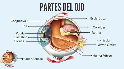 Partes del ojo