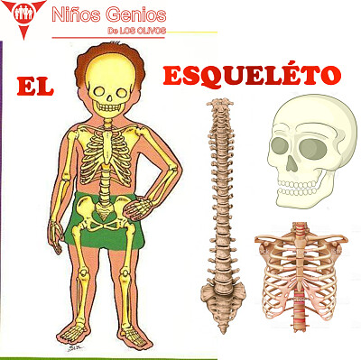 El esqueleto jigsaw puzzle