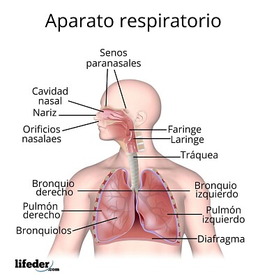 פאזל של Sistema Respiratorio