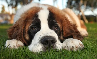  1000 Piece Puzzle Purebred St Bernard Dog Indoor