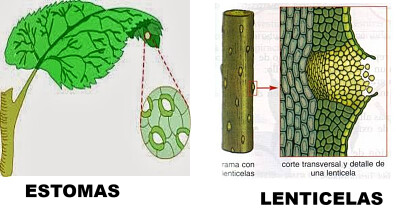 פאזל של Arma el rompecabezas