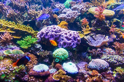Coral Reef underwater