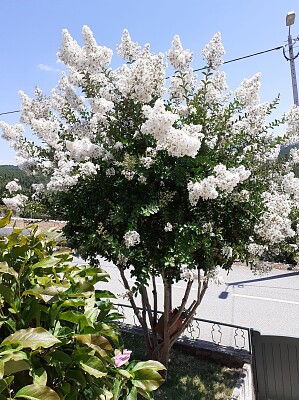 פאזל של FLOWERS