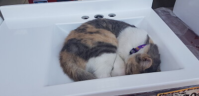 gato lavamanos