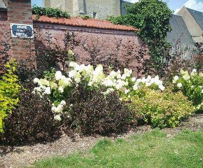 Massif de fleurs au Touquet