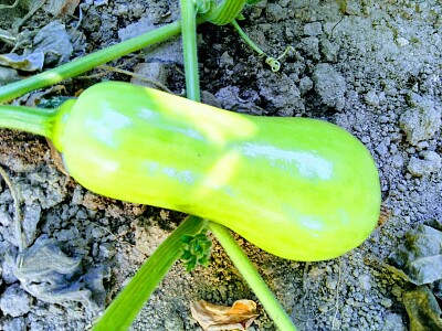 calabaza