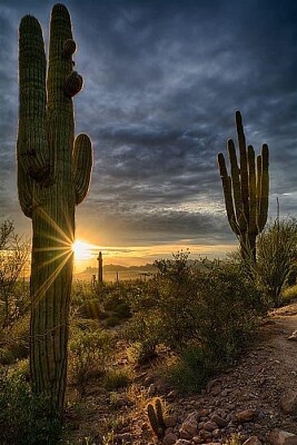 Desierto jigsaw puzzle