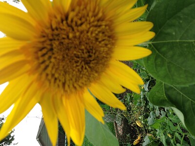 פאזל של sunflower