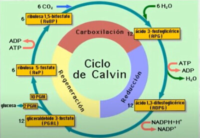 פאזל של Biología