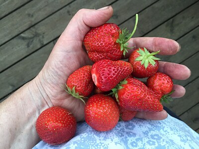 Strawberries in hand
