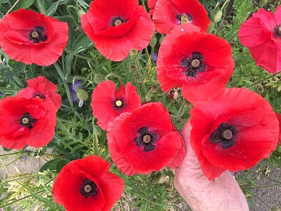 פאזל של Red Poppies